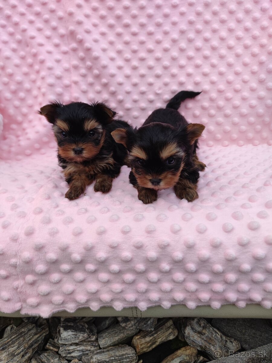 Yorkshire terrier - 19