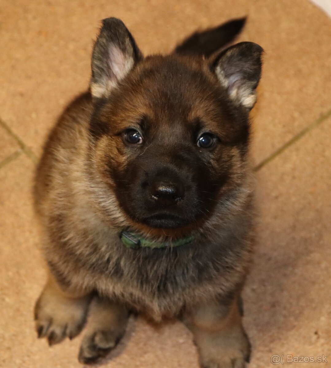 Německý ovčák s PP - 19