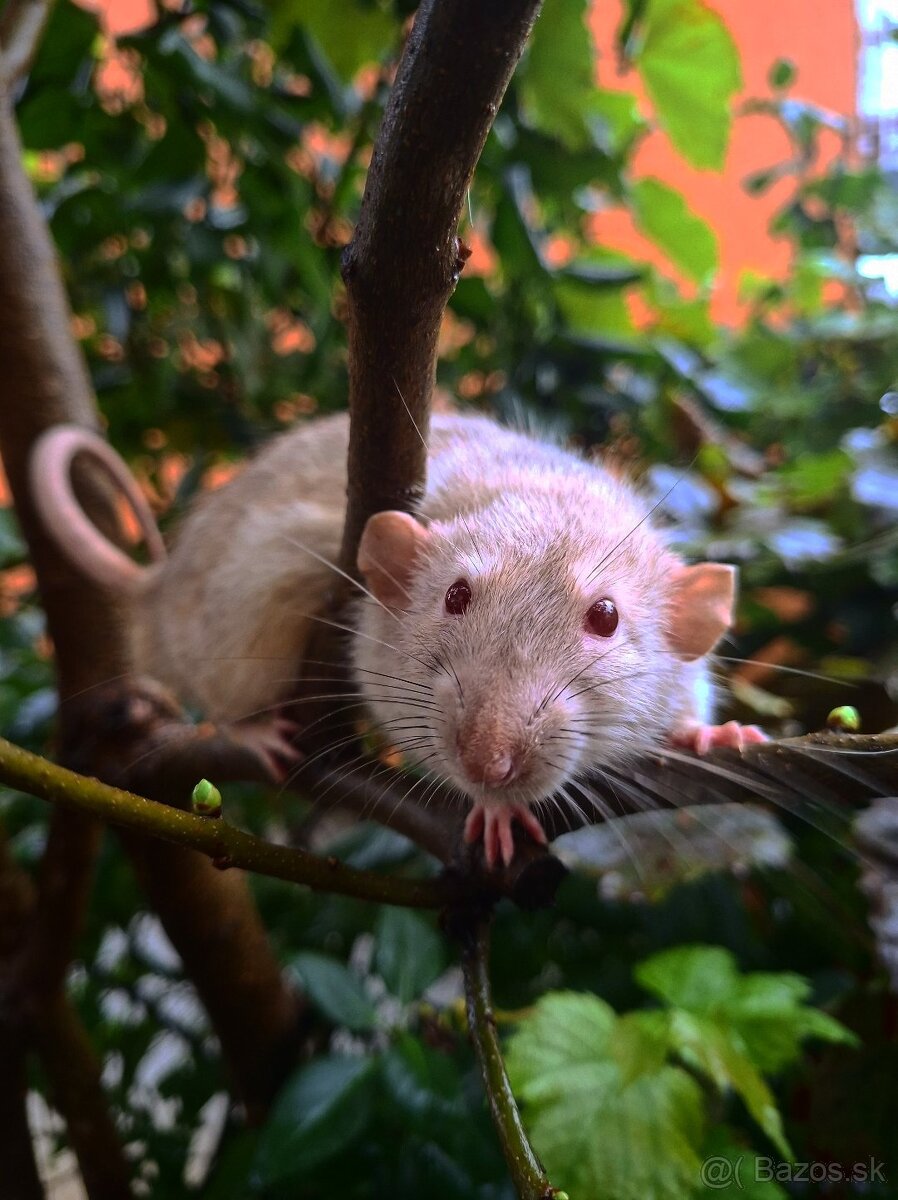 Predám potkanika Dumbo - 19
