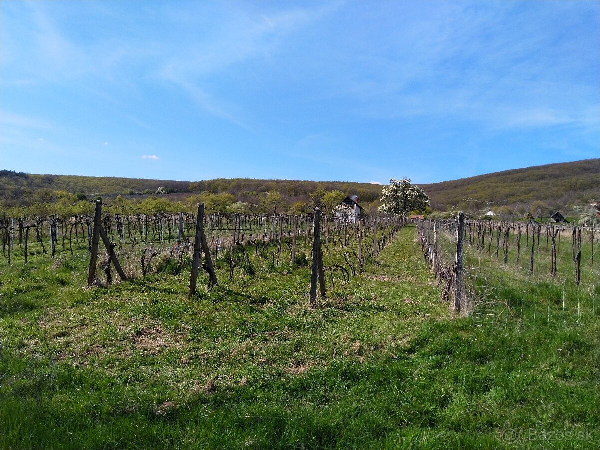 Pozemok - Vinice Čajkov - Sádovské - 19