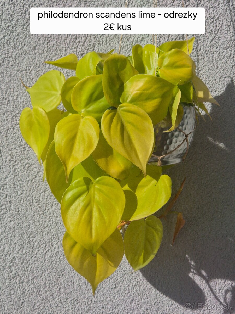 Predám izbové rastliny - 19