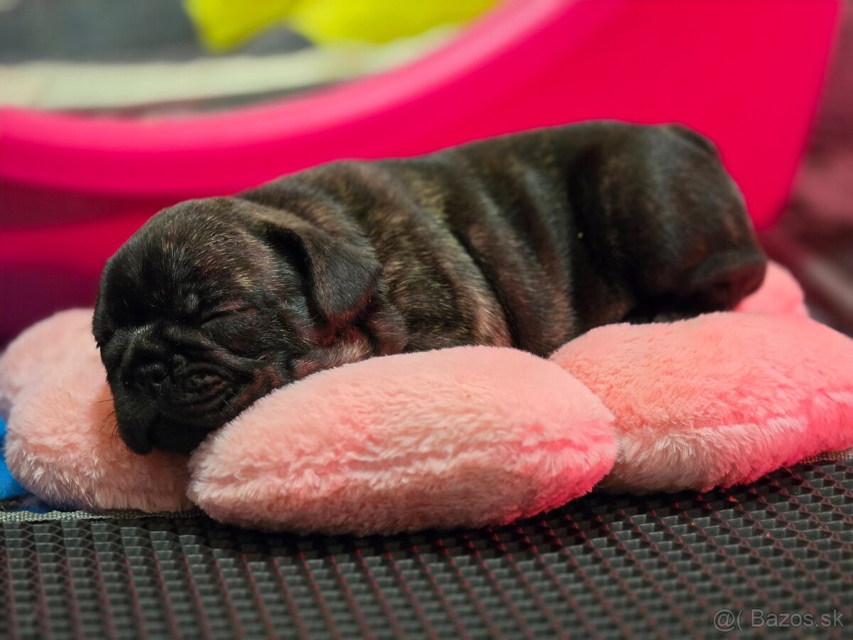 Francúzsky buldoček - 19