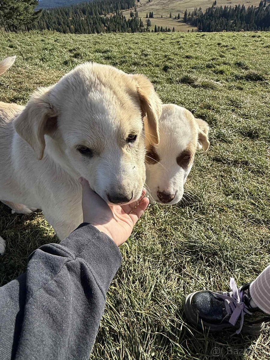 Predám šteniatka kangaly - 19