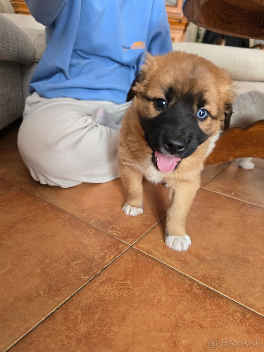 Krásne Šteniatko - 19