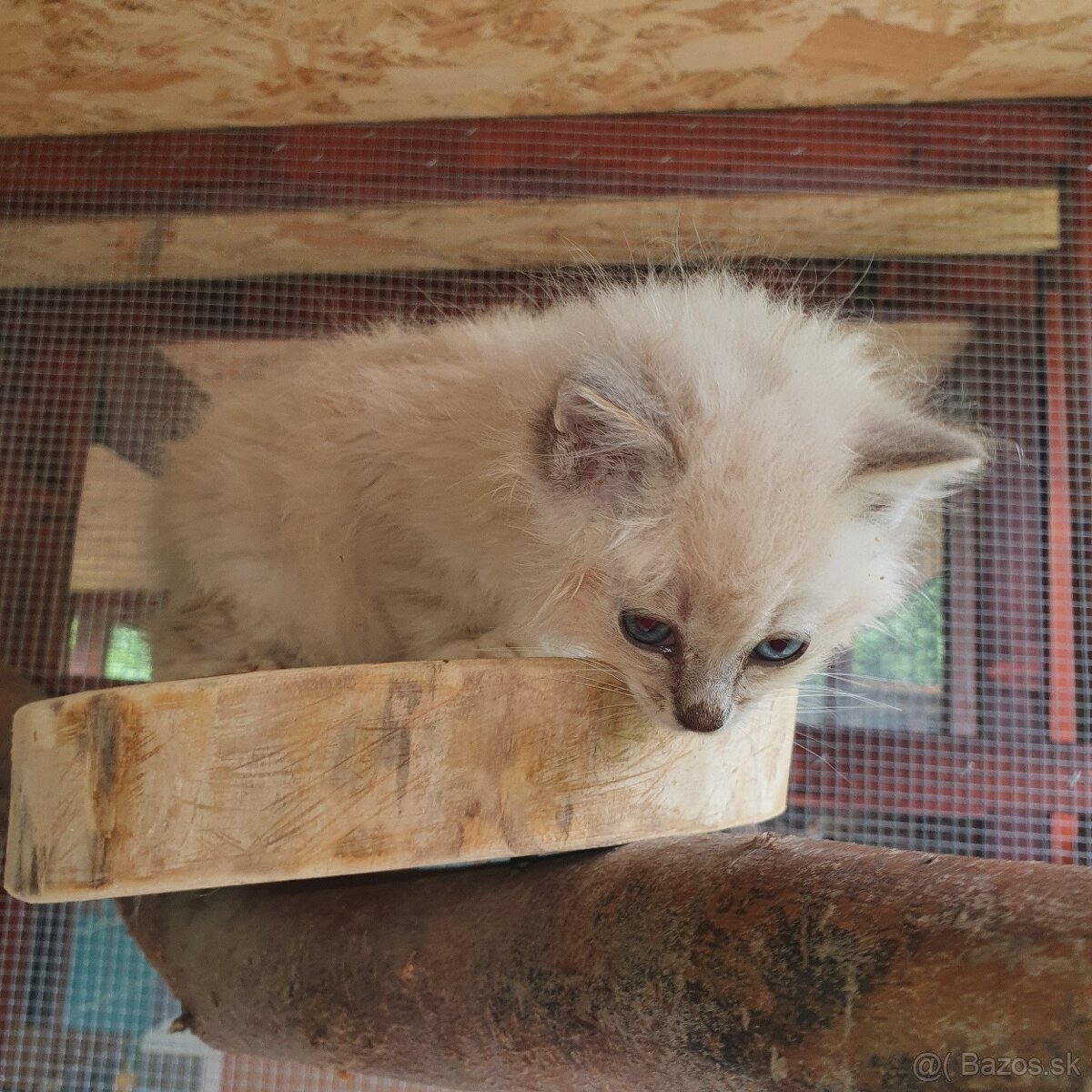 Ponukam maciatka ragdoll - 19