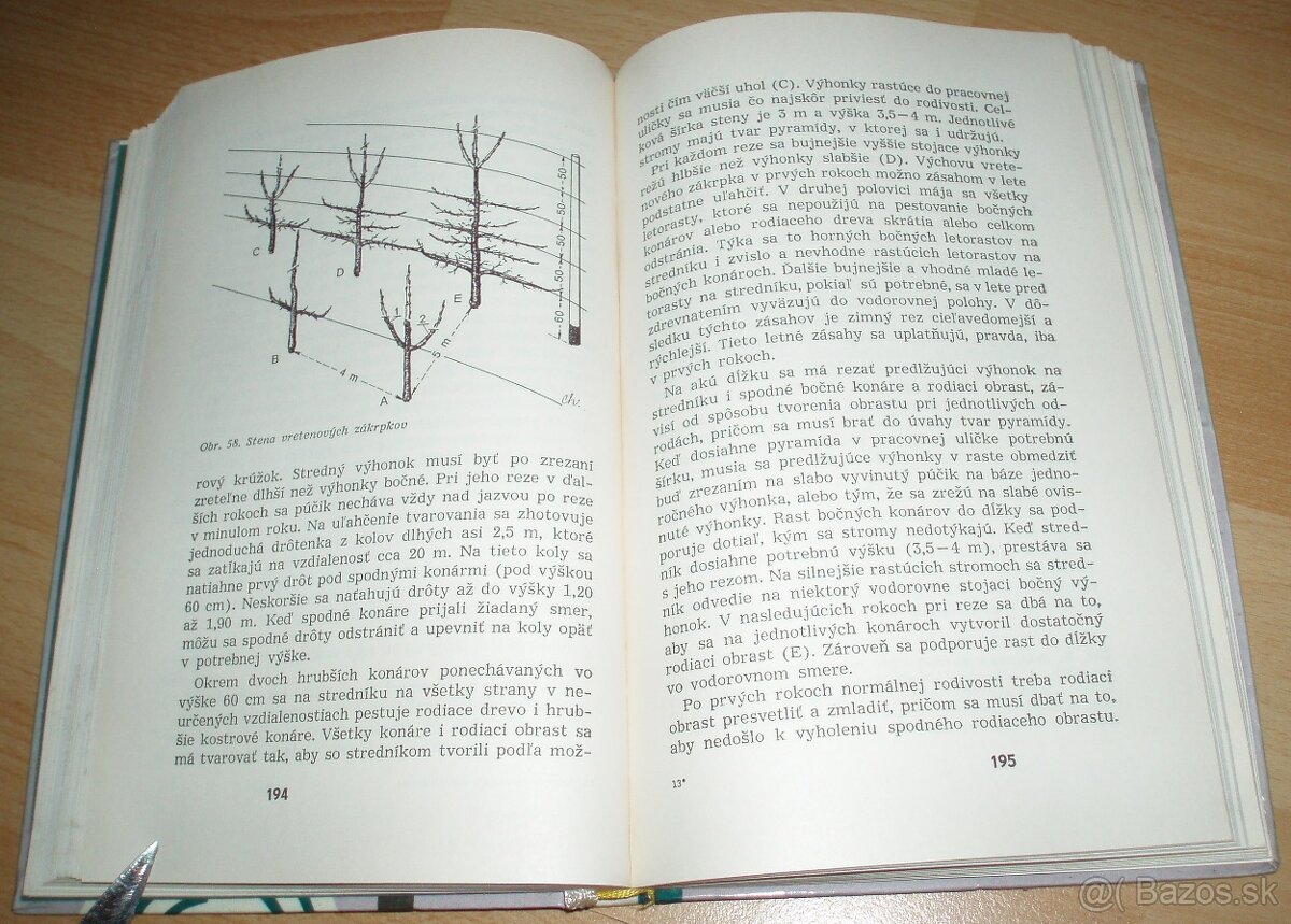 Rez a tvarovanie ovocných drevín - 19