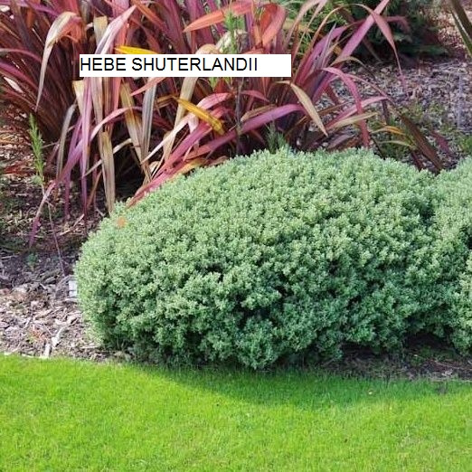 Predám ihličnany, trvalky za super ceny - 19