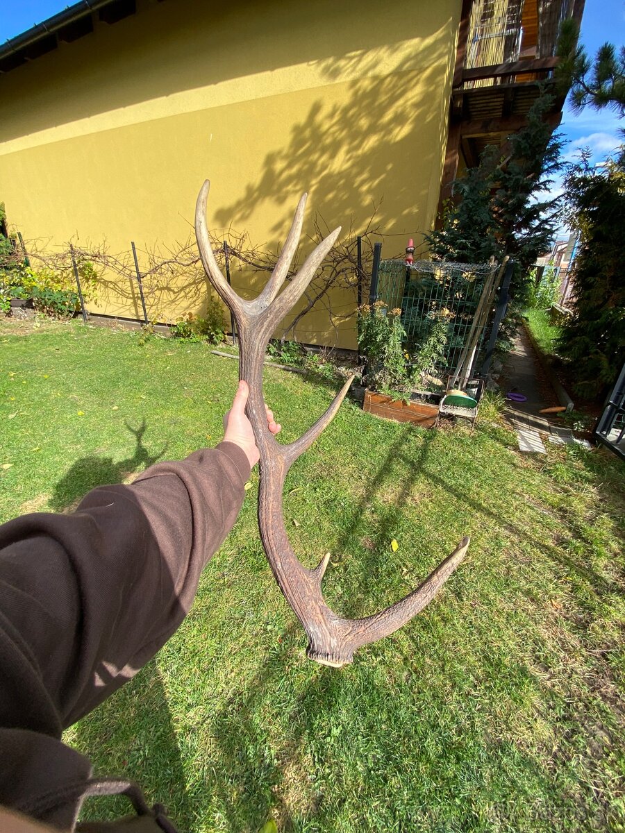 Jelenie zhody / parohy 74cm - 19