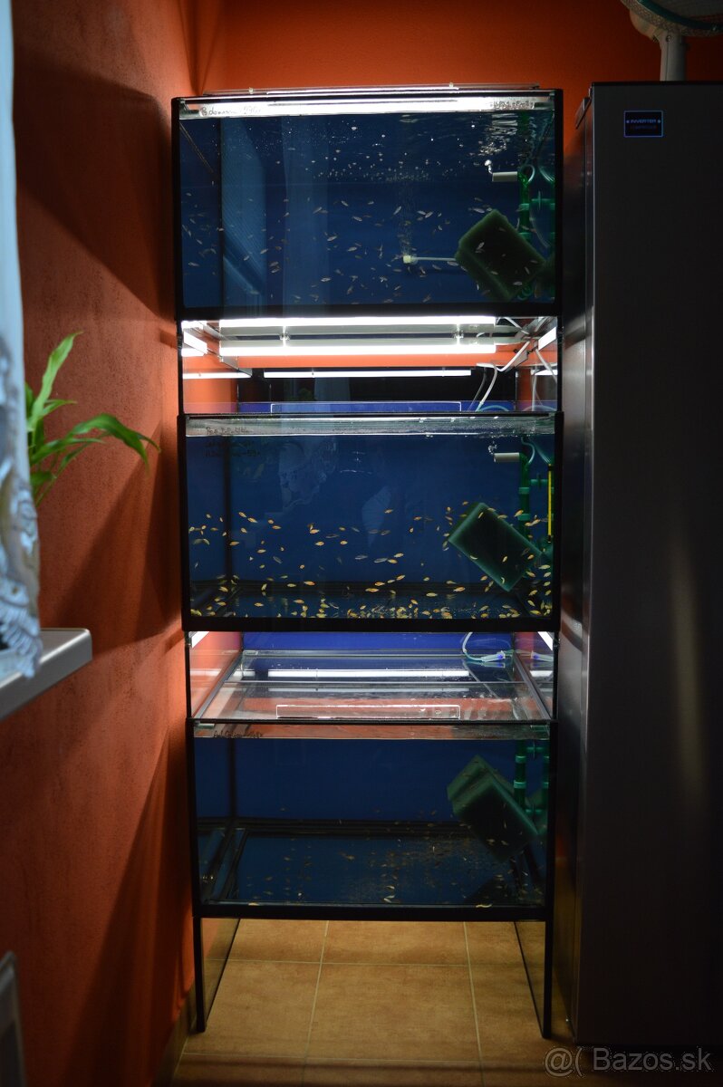 Predám prebytky chovu - Africké cichlidy. - 19