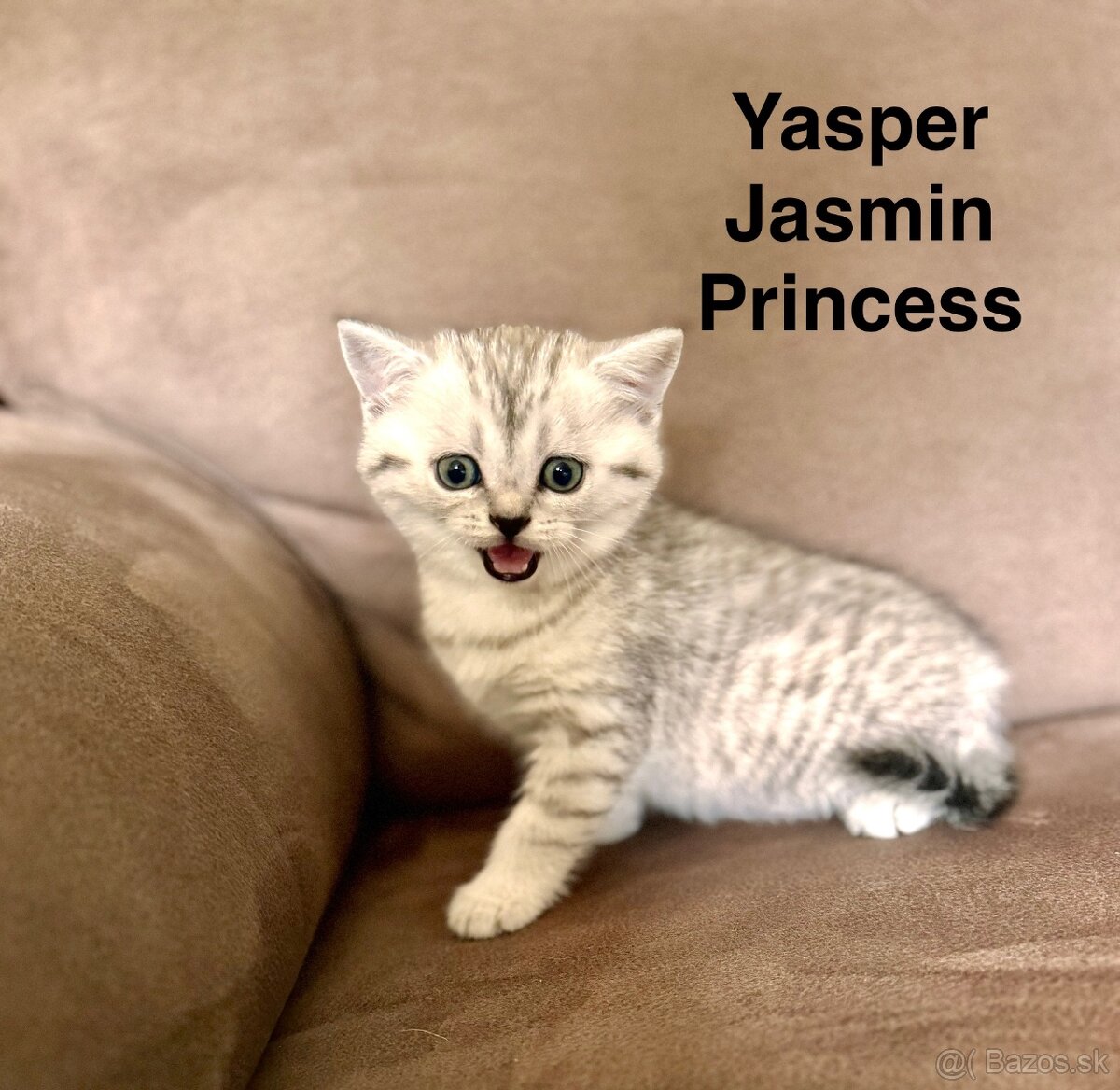 Skotska klapoucha macka, scottish straight s PP - 19