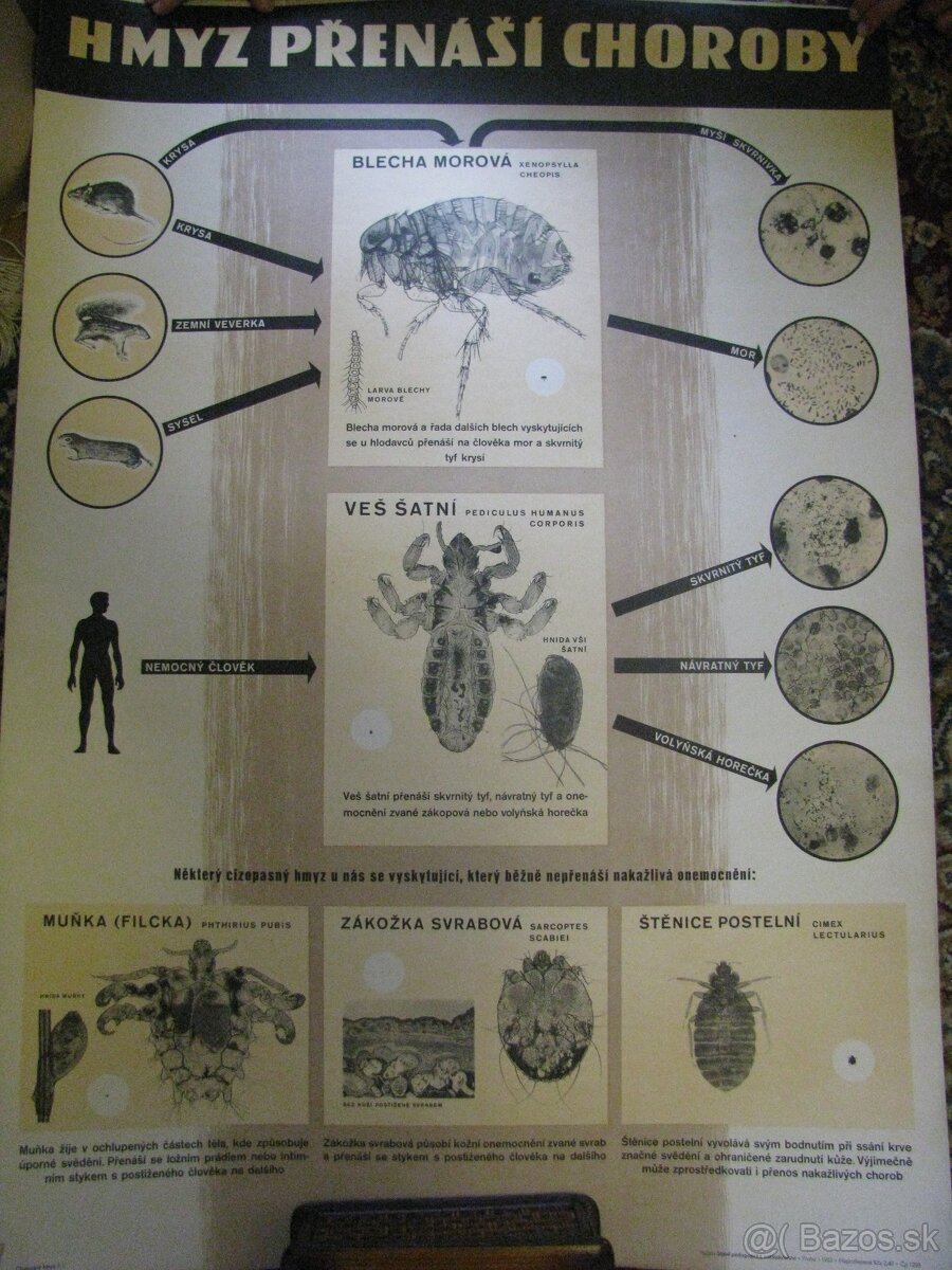 staré školské tabule/plagáty raslín-stromov-zvierat - 19
