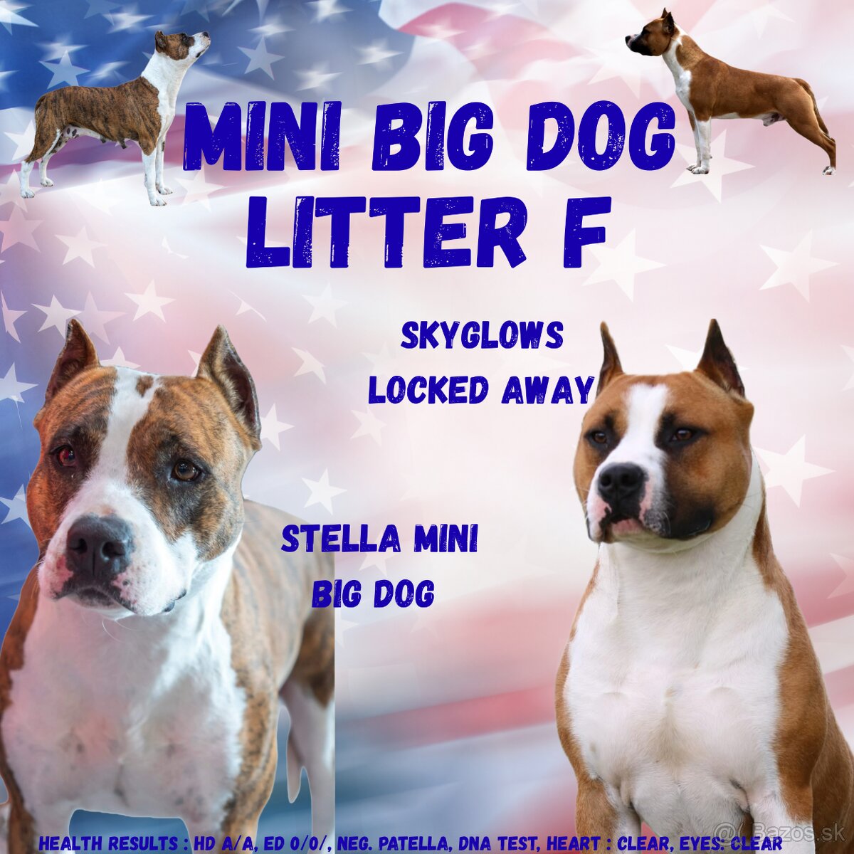 Americký stafordšírsky teriér s PP - 19