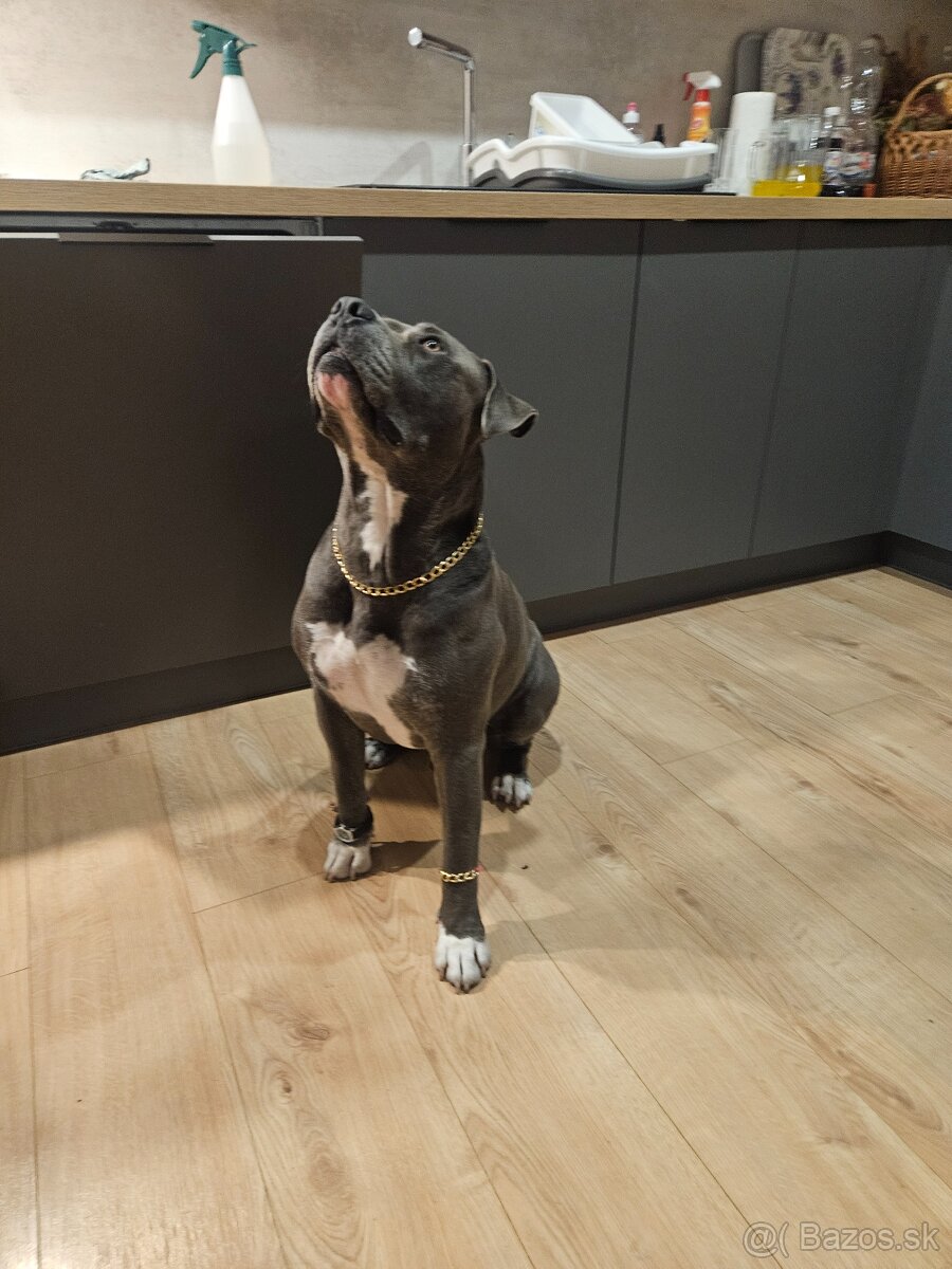 Krytie - Americky Stafordsirsky terier - 19