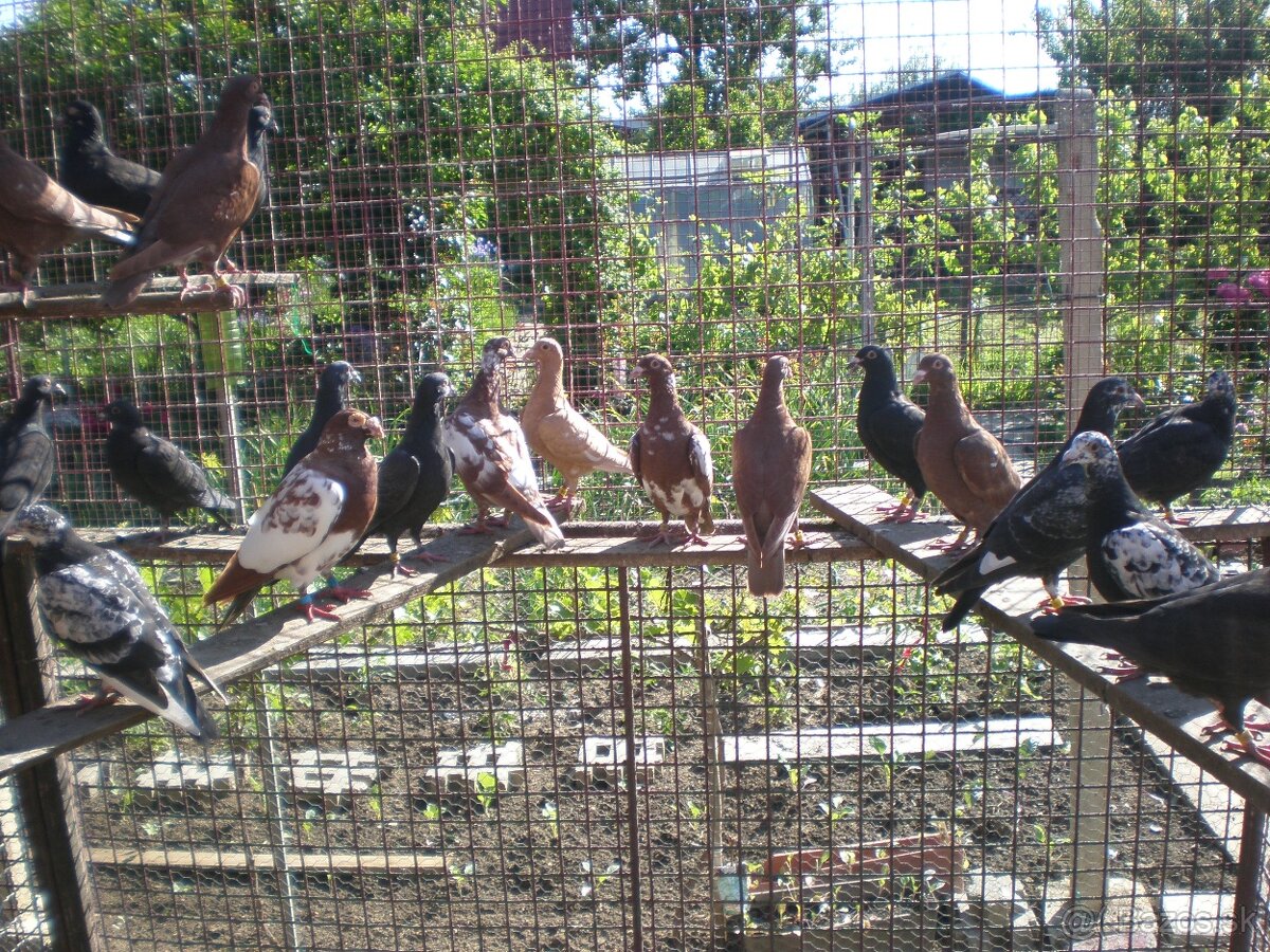 Predám poštové holuby Meulemans - 19