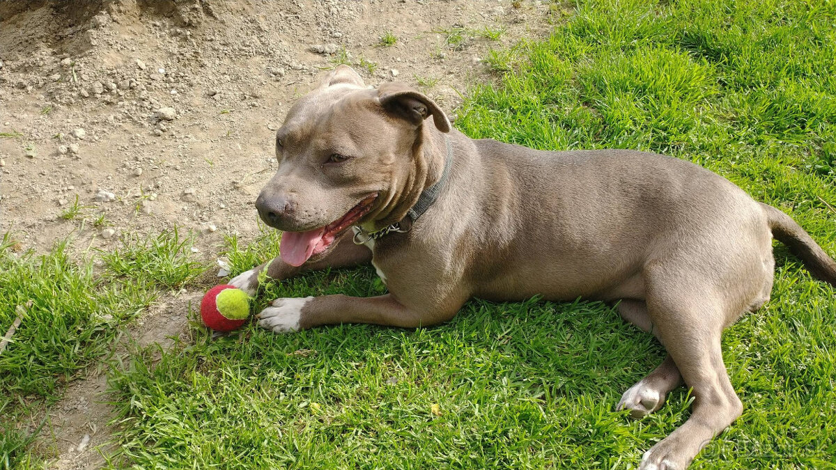 americky staforshier terrier - 19