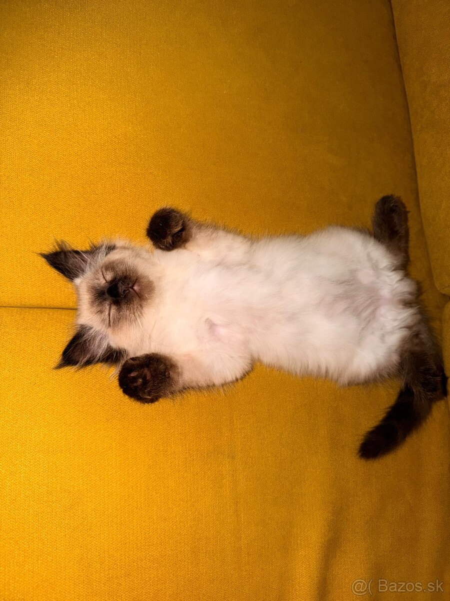 Kocúr ragdoll na krytie - 19