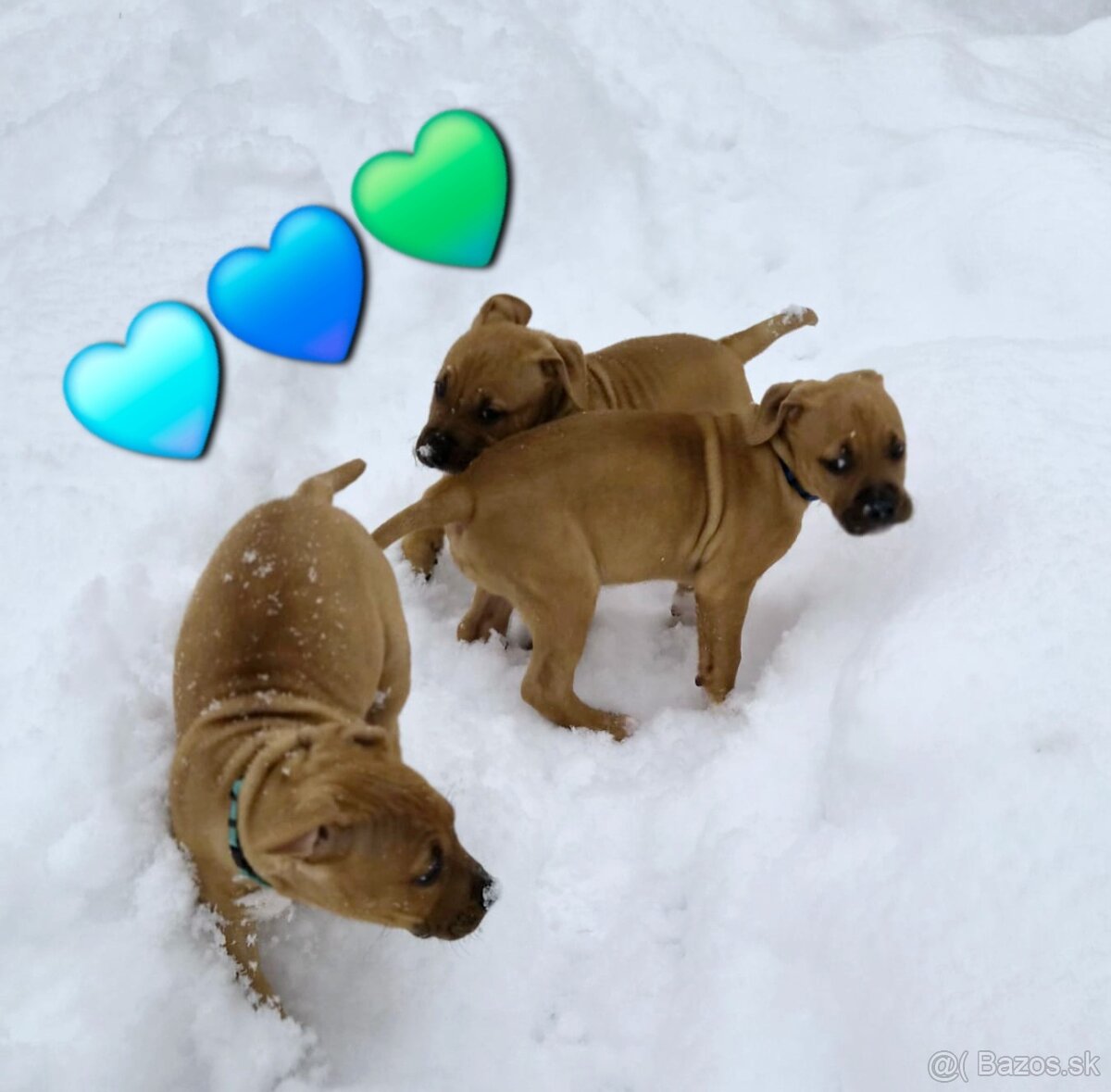 Americký stafordširský teriér - 19