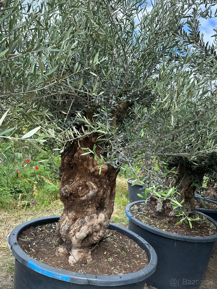 Predám Olivy Bonsai - 19