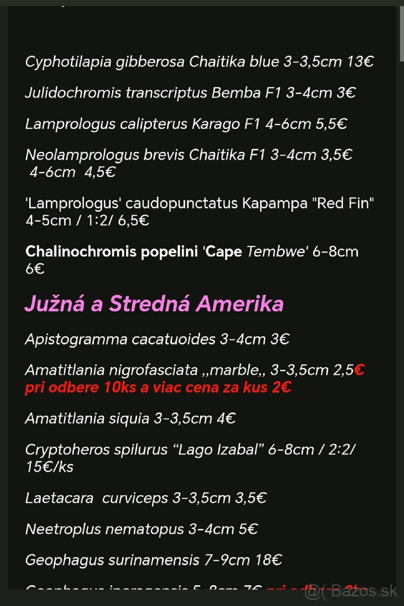 Americké cichlidy - 19