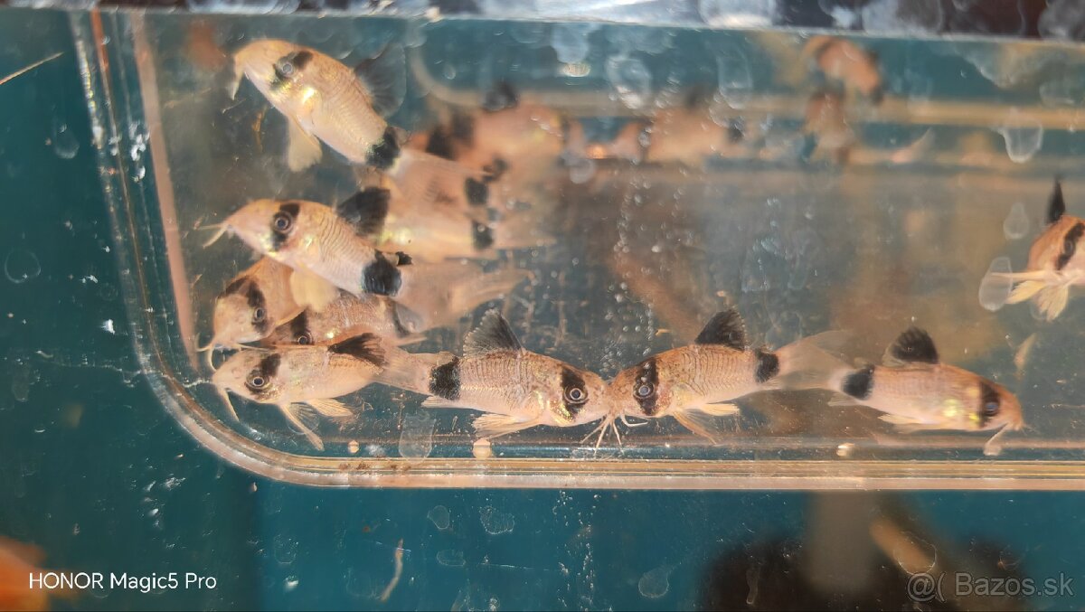 Akvariové ryby (raritky) k odberu - 19