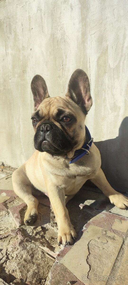 Francúzsky buldoček s PP - 19