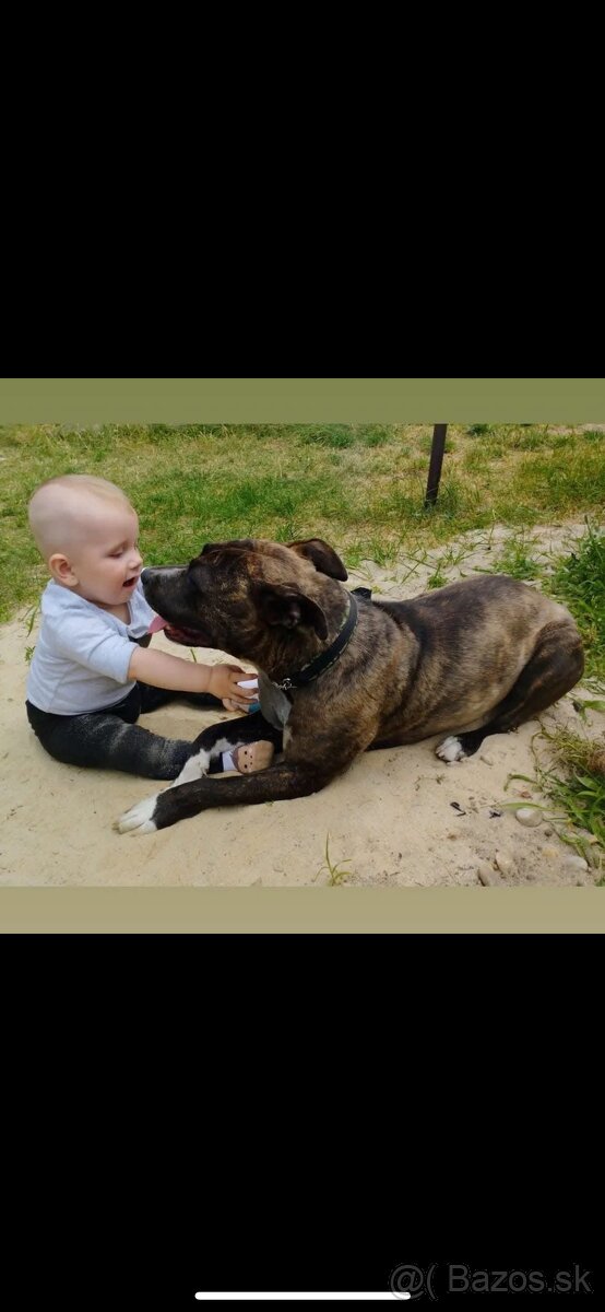 Americký stafordsirsky terier, Stafford, amstaf - 19