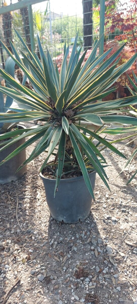 Stredomorské rastliny a palmy - 19