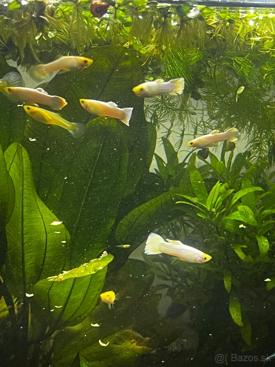 Gupky | Endlerky | Živorodky (NR) - 19