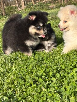 Pomsky / Pomeranian / Husky - 19