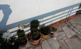 Kvety kaktus sukulent 01 - 19