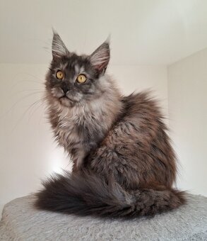 MAINE COON - Mainská mývalia s PP - 19