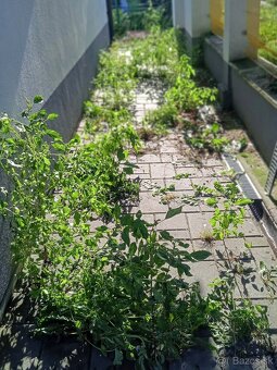 Udržbárské  práce  pre bytové a nebytové domy v BA . - 19