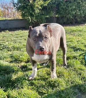 American Bully XL - 19