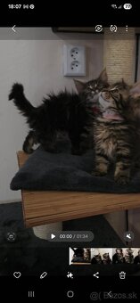 Maine Coon - 19