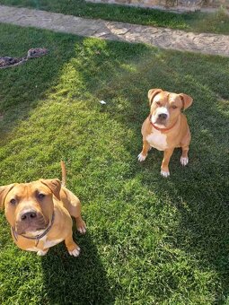 Americký stafordšírsky teriér - 19