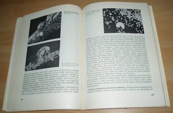 Medovice a včely - 19