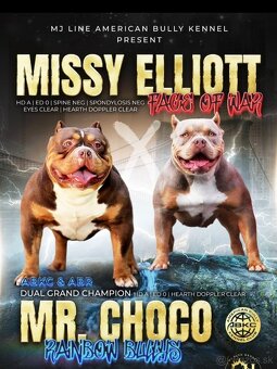 American bully Pocket / Standard s PP - 19