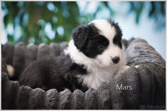 Border Collie Border Kolia s PP FCI - 19