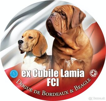 Bígel Beagle Bigl s PP FCI - 19