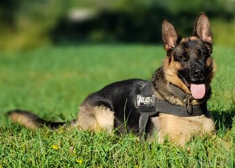 Nemecký ovčiak - šteniatka - 19