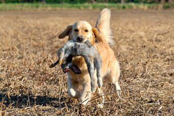 Zlatý retriever - šteniatka s PP, poslední 2 chlapci voľní - 19
