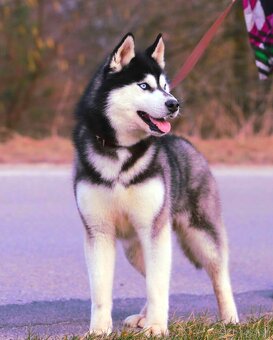 Modrooké šteňatá huskyho, medzinárodný rodokmeň FCI - 19