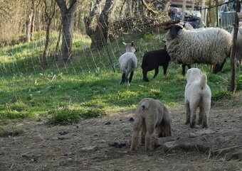 Alabai-Stredoázijský ovčiak, Šteniatka. - 19