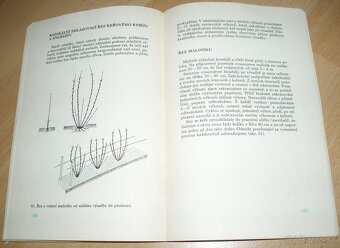 ez ovoných dřevin - 19