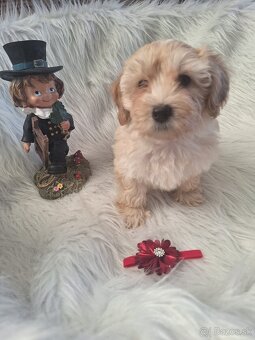 Maltipoo šteniatka, F1 - 19