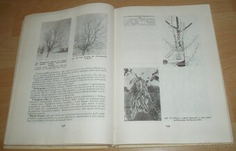 Štepenie, očkovanie a preštepovanie drevín - 19