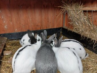 Králiky do chovu - 19