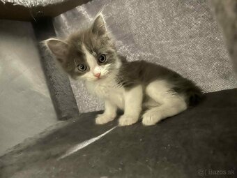 Ragdoll s britským bicolor mačiatka - 19