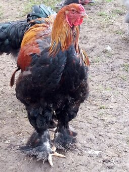 Mladé kohúty brahman - 19