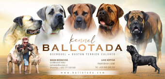 BOERBOEL BALLOTADA -2 FENY-10 MĚSÍCŮ-garance DKK,DLK,OCD - 19